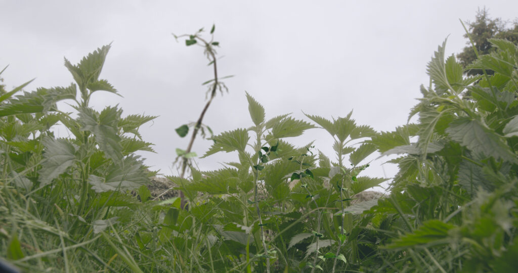 Still aus dem Film „Urtica dioca“ ©Patrick Will, 2023 